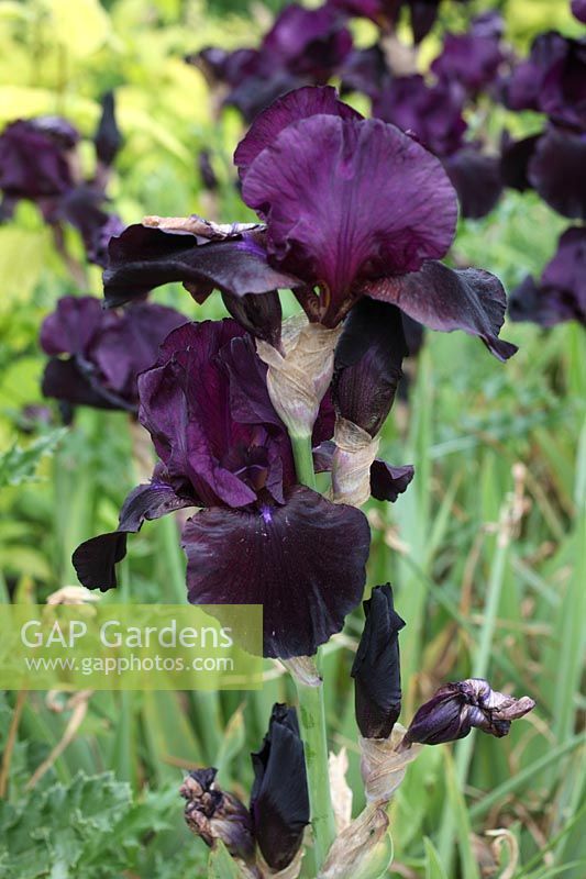 Iris 'Black Sargeant' gros plan de fleur