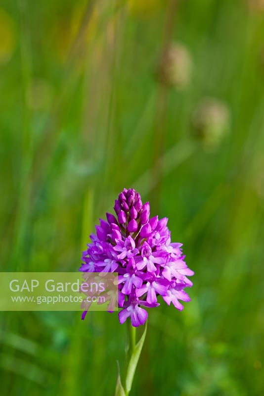 Anacamptis pyramidalis - Orchidée pyramidale