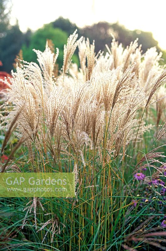 Miscanthus sinensis Klein Fontane, herbe argentée chinoise, herbe, herbe ornementale, octobre, automne, gros plan de l'herbe à fleurs blanches.