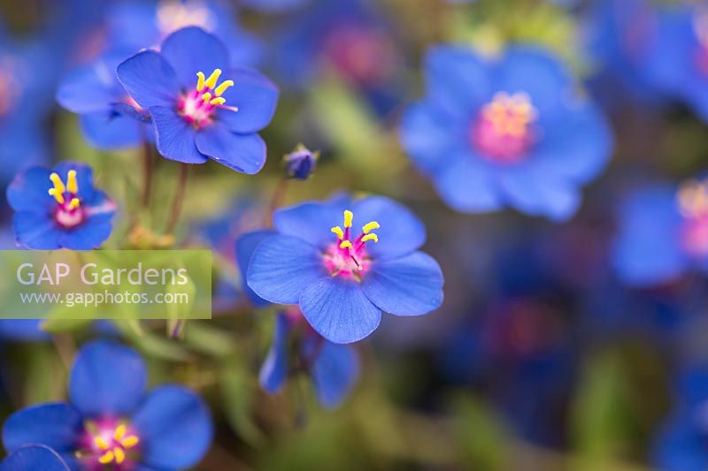 Anagallis Monelli - Pimpernel bleu. Flimpleaf Pimpernel fleur