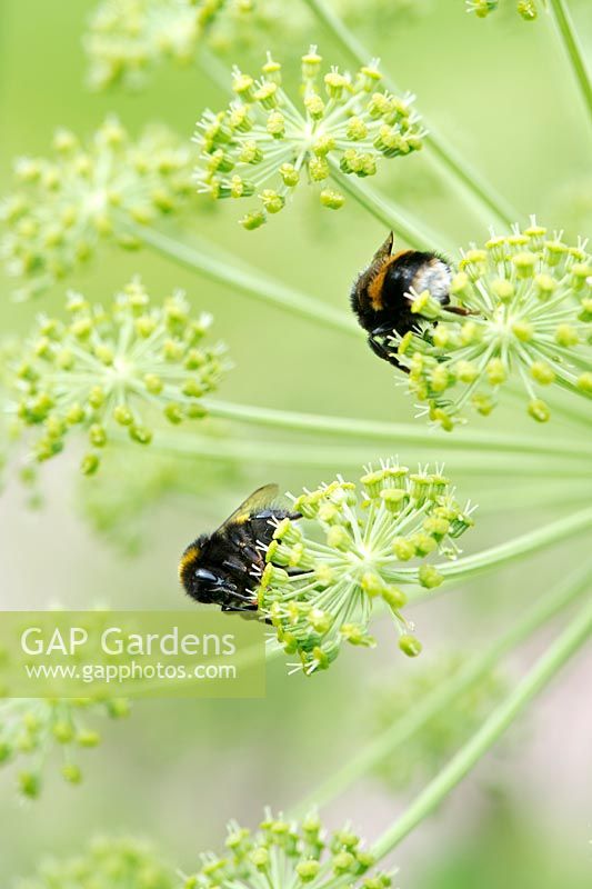 Bombus Lucorum - Bourdons sur fleur d'Angélique qui vont semer