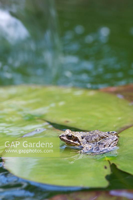 Rana temporaria - grenouille rousse assis sur des coussinets Lilly dans un étang de jardin