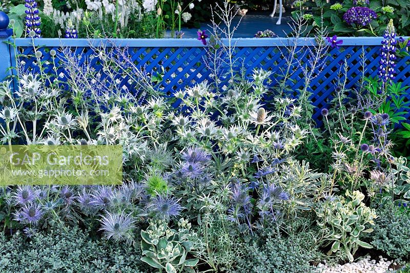 Eryngium xzabelii 'Jos Eijking' avec Eryngium gigantium silver ghost contre treillis peint, Willow Pattern garden, RHS Hampton Court Flower Show 2013, Design - Sue Thomas