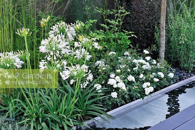 Parterre de fleurs blanches avec agapanthes et roses, Jardin du Gourmet de Vestra Wealth, RHS Hampton Court Flower Show 2013. Design - Paul Martin
