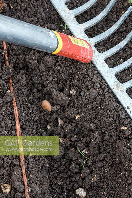 Semer des fèves robustes - en utilisant l'arrière d'un râteau pour repousser le sol sur les fèves et tapoter doucement