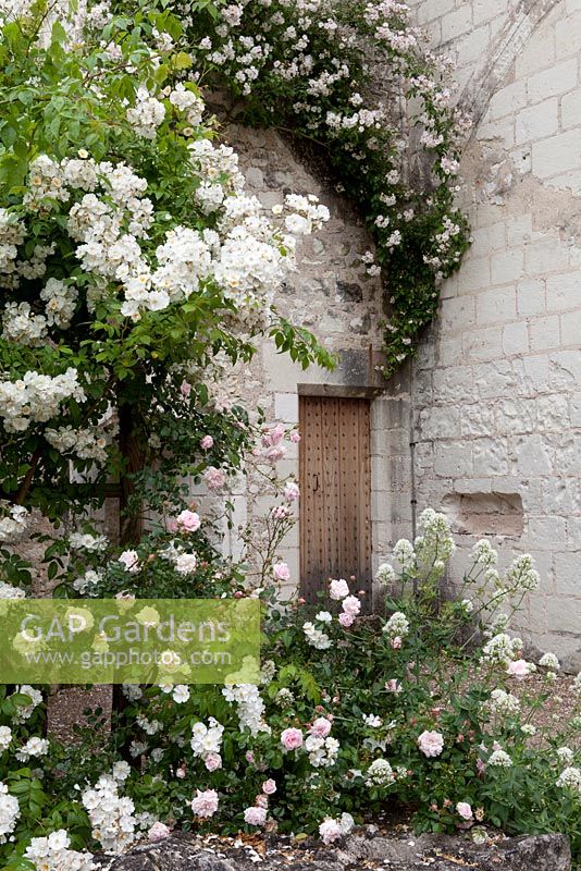 Rosa 'Bobby James' et Rosa 'Château du Rivau' sur tonnelle rose et mur du château, Château du Rivau, Vallée de la Loire, France