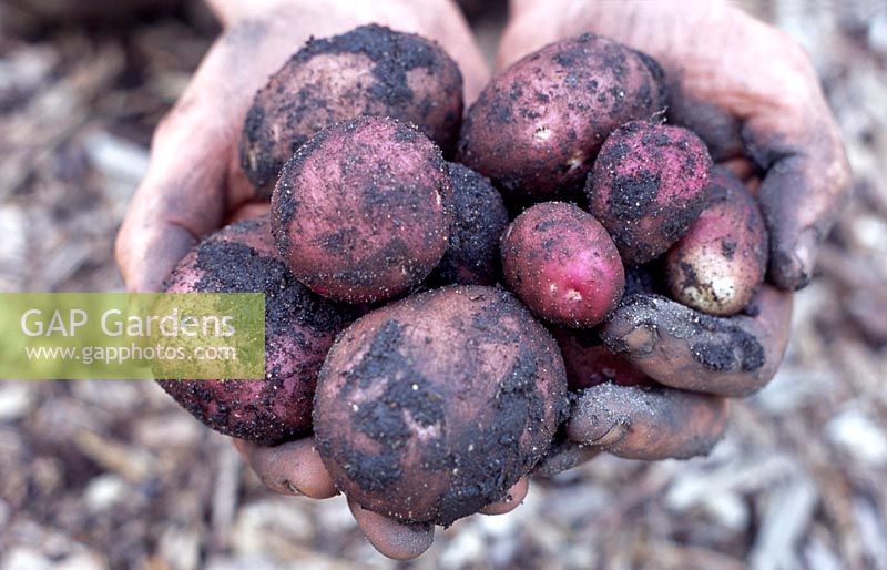 Solanum tuberosum 'Maxine' - Jardinier tenant des pommes de terre biologiques non lavées