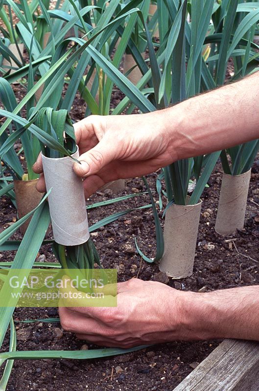 Allium porrum 'Musselburgh' - Jardinier blanchissant les poireaux à l'aide de rouleaux de papier toilette recyclé