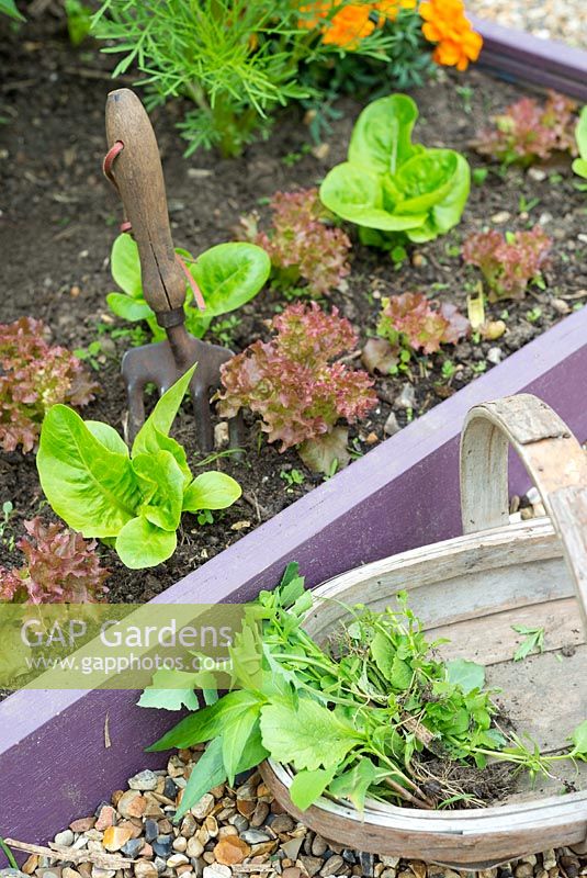 Trug avec fourchette à main et les mauvaises herbes retirées du parterre de fleurs surélevé