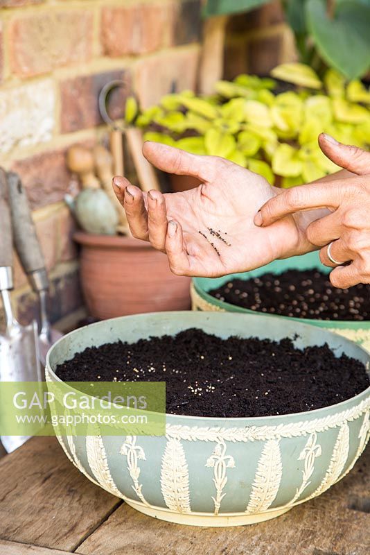 Étape par étape - Planter des pots de pois cassés (Pisum sativum), des herbes Microgreen et des radis 'French Breakfast'