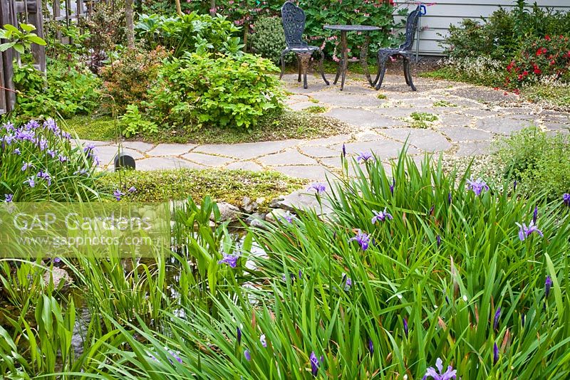 Iris douglasiana en parterre de fleurs