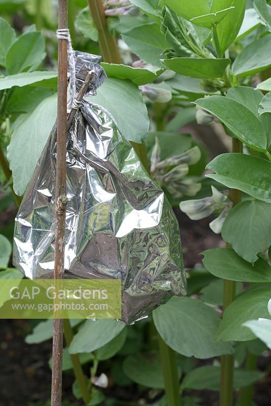 Protéger les fèves avec des effrayants réfléchissants pour oiseaux fabriqués à partir de papier recyclé provenant d'un emballage de thé