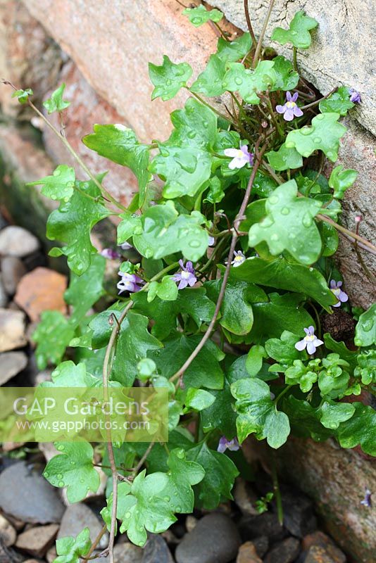 Cymbalaria muralis - Crapaud à feuilles de lierre, également connu sous le nom de lierre de Kenilworth