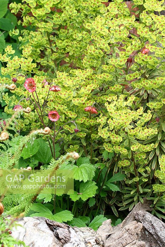 Euphorbia x martinii 'Ascot Rainbow', Geum 'Pink Frills' et fougères