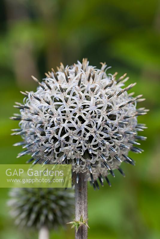 Echinops sphaerocephalus 'Arctic Glow' - grand globule