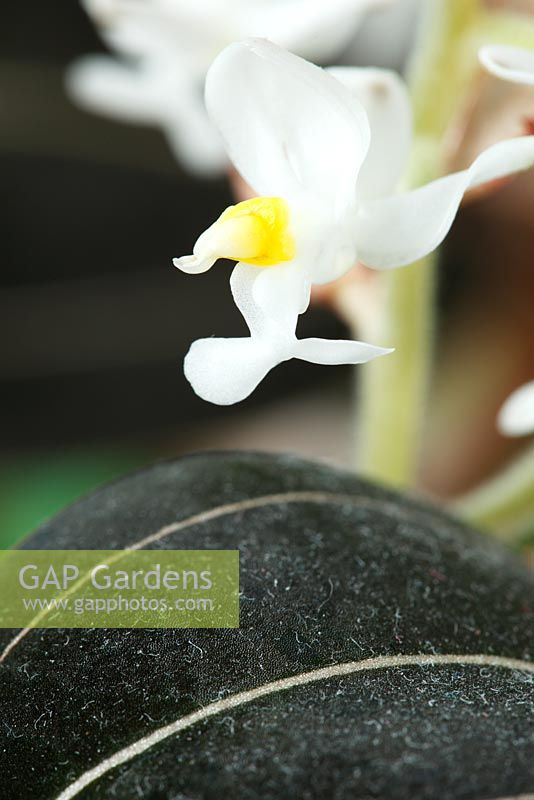Ludisia décolorer 'Sapphire Velvet' - Bijou orchidée noire janvier
