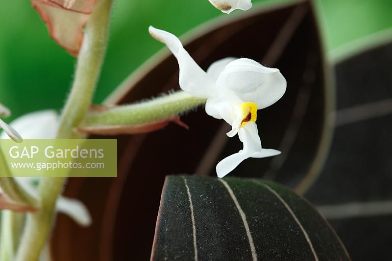 Ludisia décolore 'Sapphire Velvet' - Orchidée bijou noire en janvier