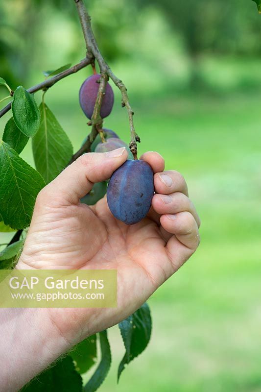 Prunus domestica - Jardiniers cueillant à la main la prune 'Laxtons Cropper' de l'arbre