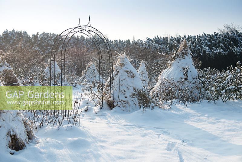 Roses paillées de paille sous la neige pour une protection hivernale. Jardin botanique de l'Académie polonaise des sciences - Powsin / Varsovie, Pologne