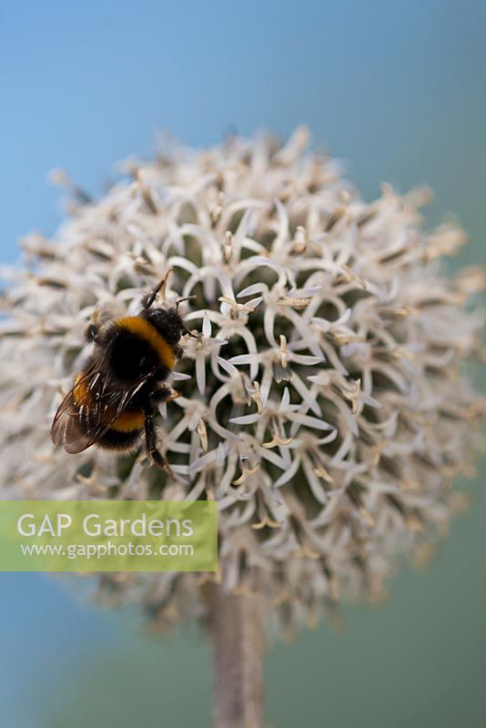 Echinops sphaerocephalus 'Arctic Glow' - bourdon se nourrissant de grands globules