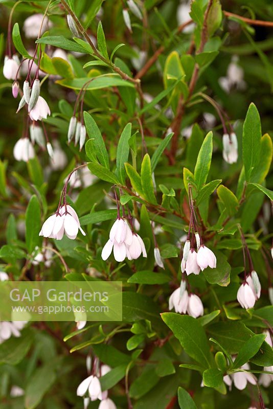 Sollya heterophylla 'Pink Charmer'