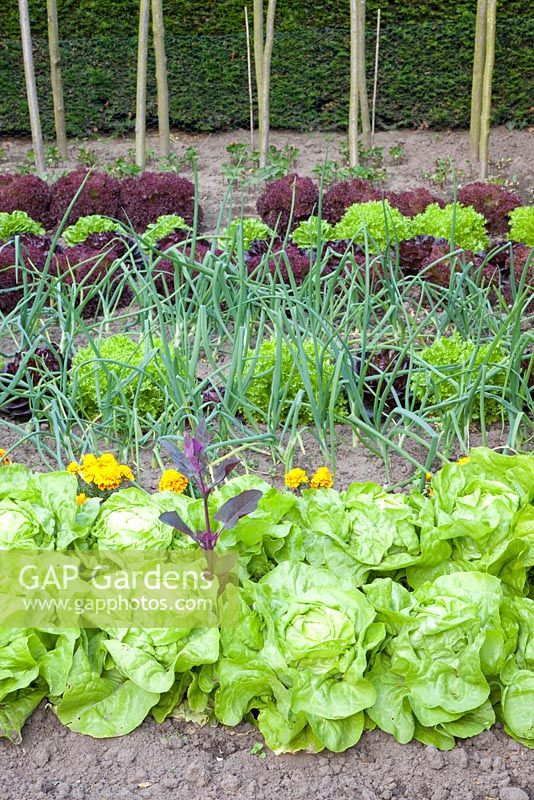 Jardin potager avec Allium cepa, Lactuca sativa 'Lollo Rosso et' Lollo Bionda '
