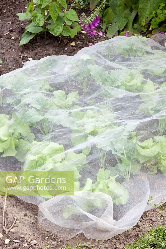 Filet de protection sur la laitue fraîchement plantée et le chou-rave - Brassica oleracea et Lactuca sativa