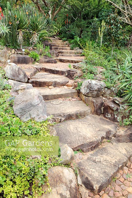 Chemin à travers le jardin d'Aloe, Kirstenbosch National Botanical Garden, Cape Town, Afrique du Sud