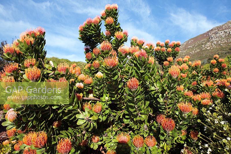 Leucospermum praecox - Mossel Bay pelote à épingles ou grande pelote à touffes, Cape Town, Afrique du Sud