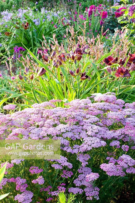 Achillea millefolium 'Pamplemousse Rose' aux Hémérocalles