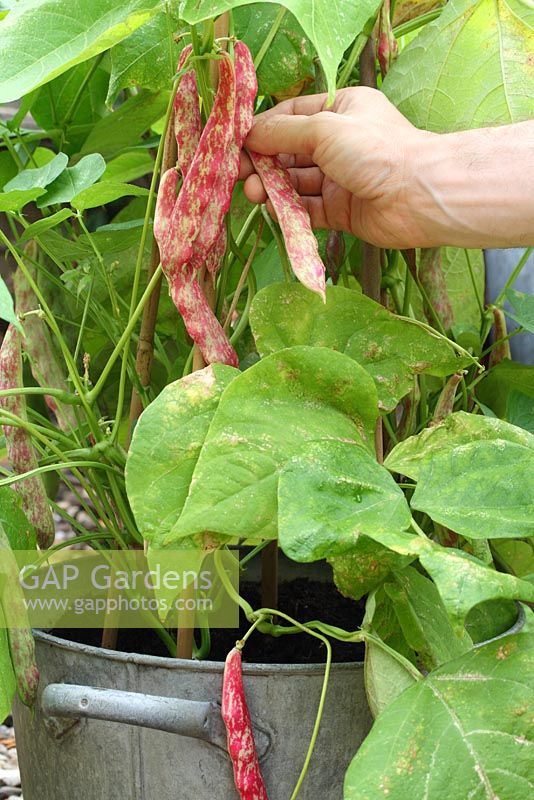 Récolte de Phaseolus vulgaris 'Borlotto Firetongue' cultivée en pot galvanisé