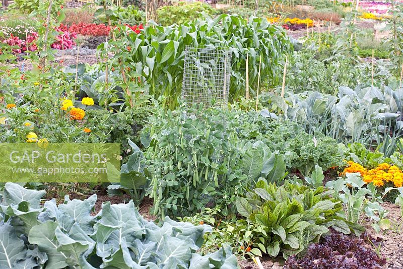Jardin potager avec Tagetes, Pisum sativum, Brassica oleracea, Zea mays et Rumex sanguineus