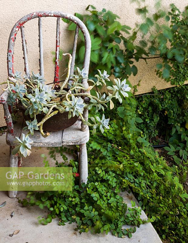 Graptopetalum paraguayense poussant en pot avec Ficus grandissant mur