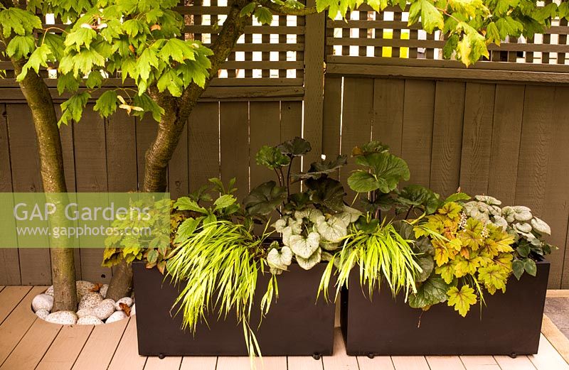 Pots assortis sur terrasse en bois avec Hakonochloa, Brunnera 'Looking Glass', Epimedium, Ligularia, Rodgersia, Heucherella