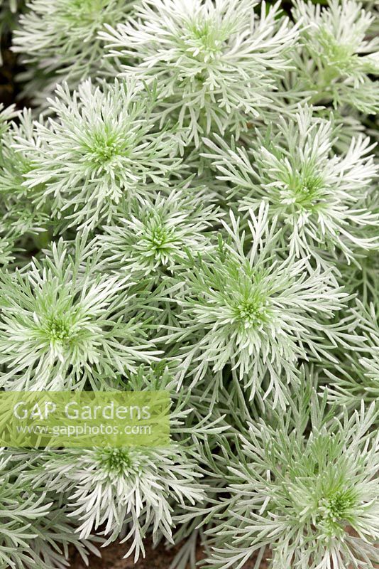 Artemisia schmidtiana 'Nana Attraction'