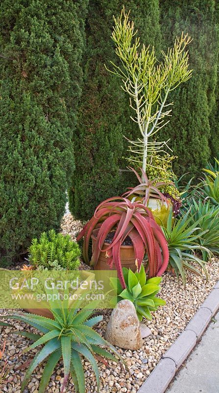 Aloe arborescens, Cotyledon tomentosa, Crassula tetragona et Graptoveria