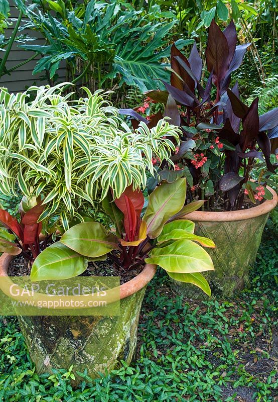 Présentoir en pot avec Dracaena reflexa 'Song of India', Philodendron, Begonia et Canna 'Tropicana Black'