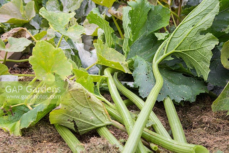 Couper les feuilles de courgette infectées par le mildiou