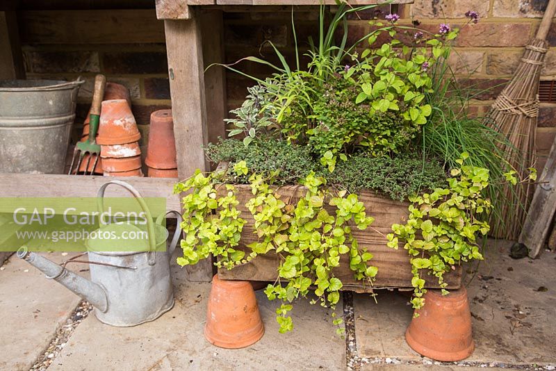 Boîte à herbes contenant de l'origan 'grec', de la marjolaine 'compact', de la sauge 'tricolore', de la citronnelle, de la menthe indienne, de la ciboulette et de l'hysope