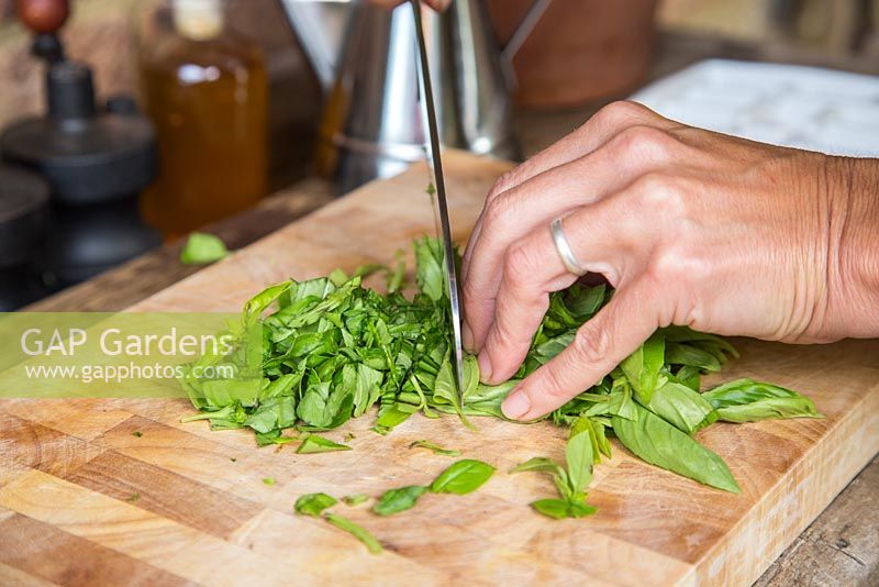 Étape par étape - Couper et congeler le basilic pour le pesto. Couper les feuilles de basilic fraîchement cueillies.