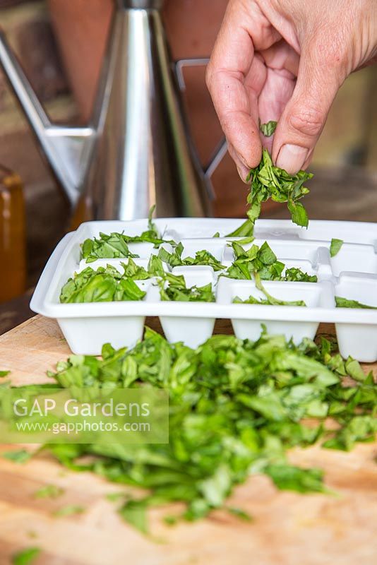 Étape par étape - Couper et congeler le basilic pour le pesto. Ajouter des feuilles de basilic fraîchement coupées au bac à glaçons.