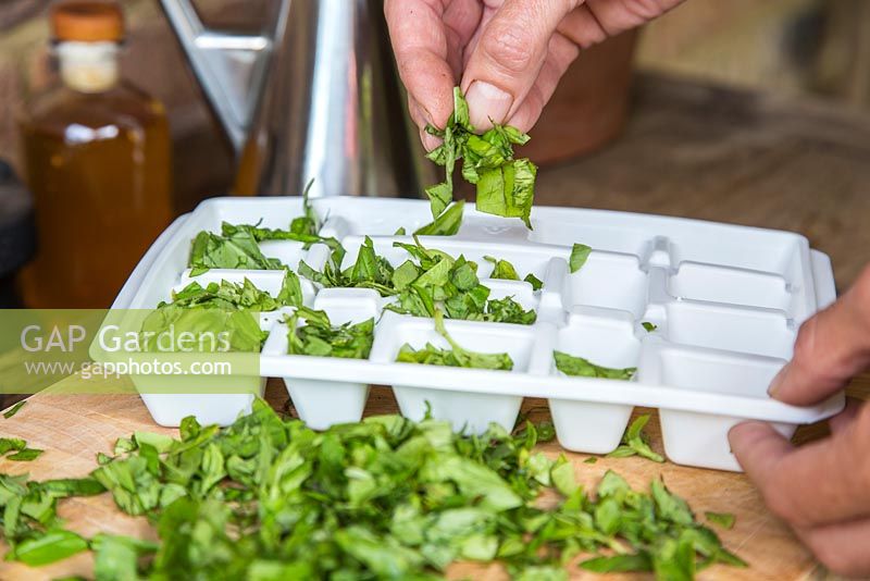 Étape par étape - Couper et congeler le basilic pour le pesto. Ajouter des feuilles de basilic fraîchement coupées au bac à glaçons.