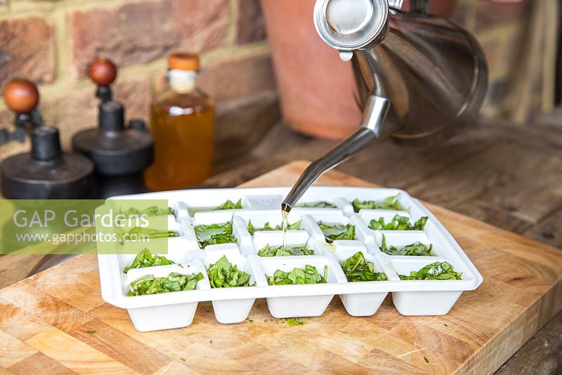 Étape par étape - Couper et congeler le basilic pour le pesto. Ajouter de l'huile d'olive aux feuilles de basilic fraîchement coupées dans un bac à glaçons.