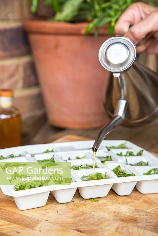 Étape par étape - Couper et congeler le basilic pour le pesto. Ajouter de l'huile d'olive aux feuilles de basilic fraîchement coupées dans un bac à glaçons.