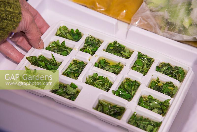 Étape par étape - Couper et congeler le basilic pour le pesto. Cubes de feuilles de basilic fraîchement coupées et d'huile d'olive prêts à être congelés.