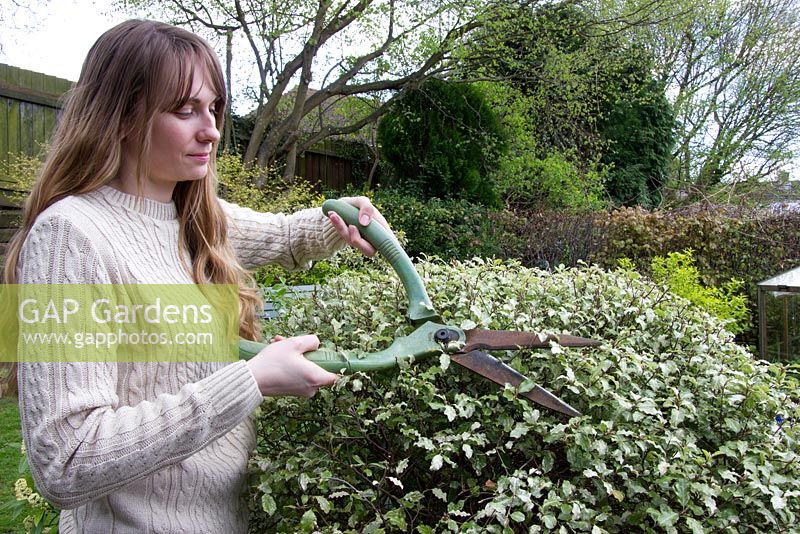 Tailler un Pittospermum à l'aide de cisailles de jardin, Pittospermum 'Irene Patterson'