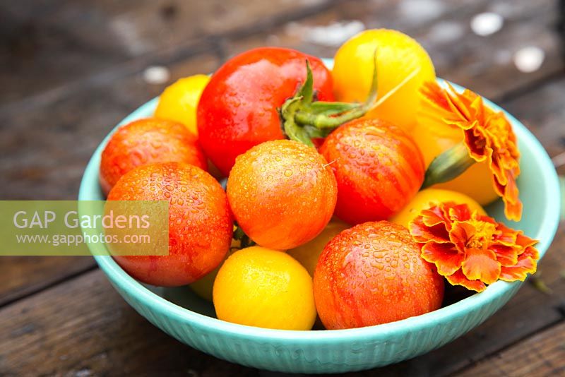 Bol de tomates récoltées 'Tigerella', 'Big Boy' et 'Sungold' avec Tagetes