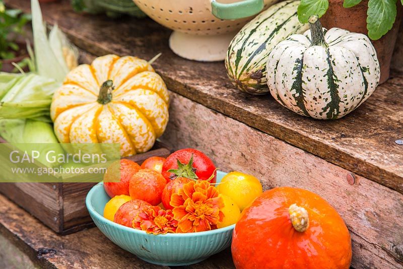Produits du jardin fraîchement cueillis, y compris Courges, maïs doux 'Earlibird', citrouille, Tagetes et un bol de tomates récoltées 'Tigerella', 'Big Boy' et 'Sungold'