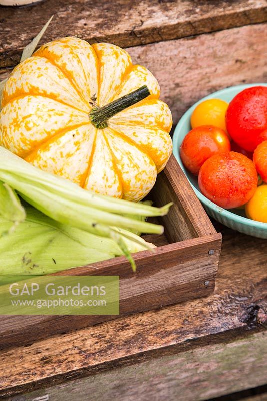 Produits du jardin fraîchement cueillis, y compris Sweetcorn 'Earlibird', Courges et un bol de tomates récoltées 'Tigerella', 'Big Boy' et 'Sungold'