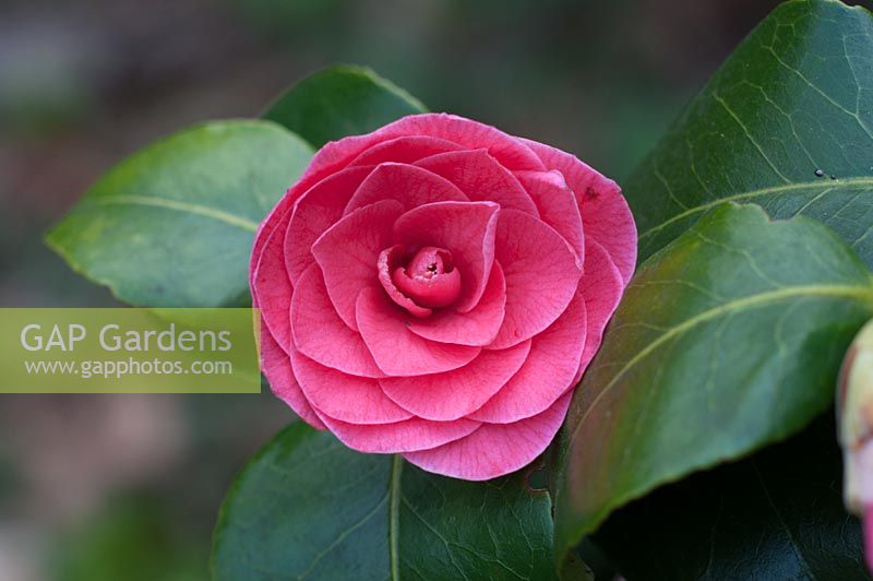 Camellia japonica 'Imperator Flora Rose'